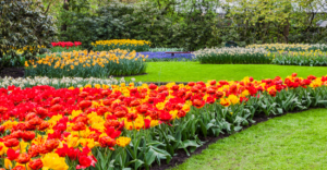 Abril é o mês perfeito para essas flores