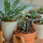 plantas resistentes