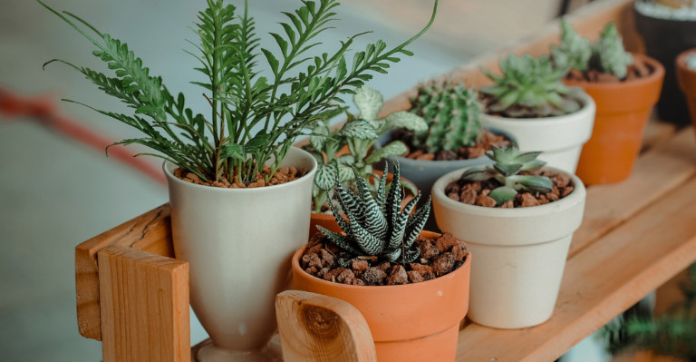 plantas resistentes