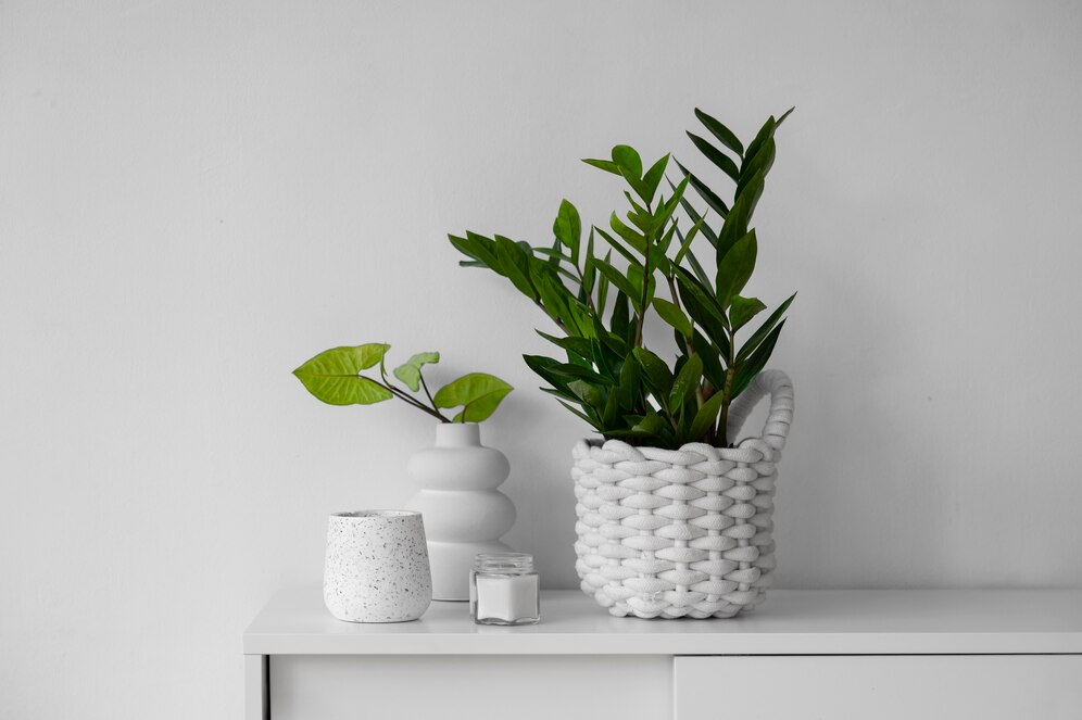 Planta da Fortuna