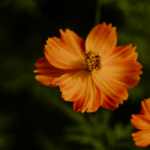 Como Cuidar Flor Primavera