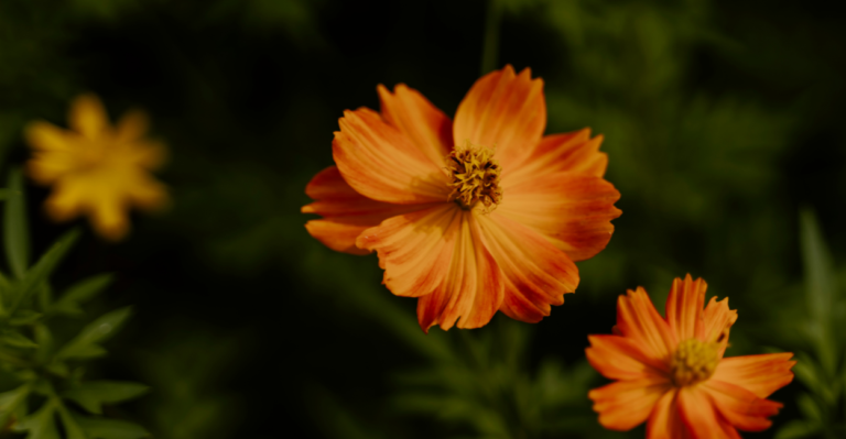 Como Cuidar Flor Primavera