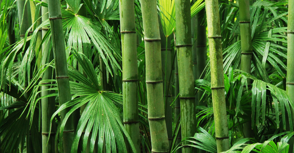planta que ninguém levava a sério
